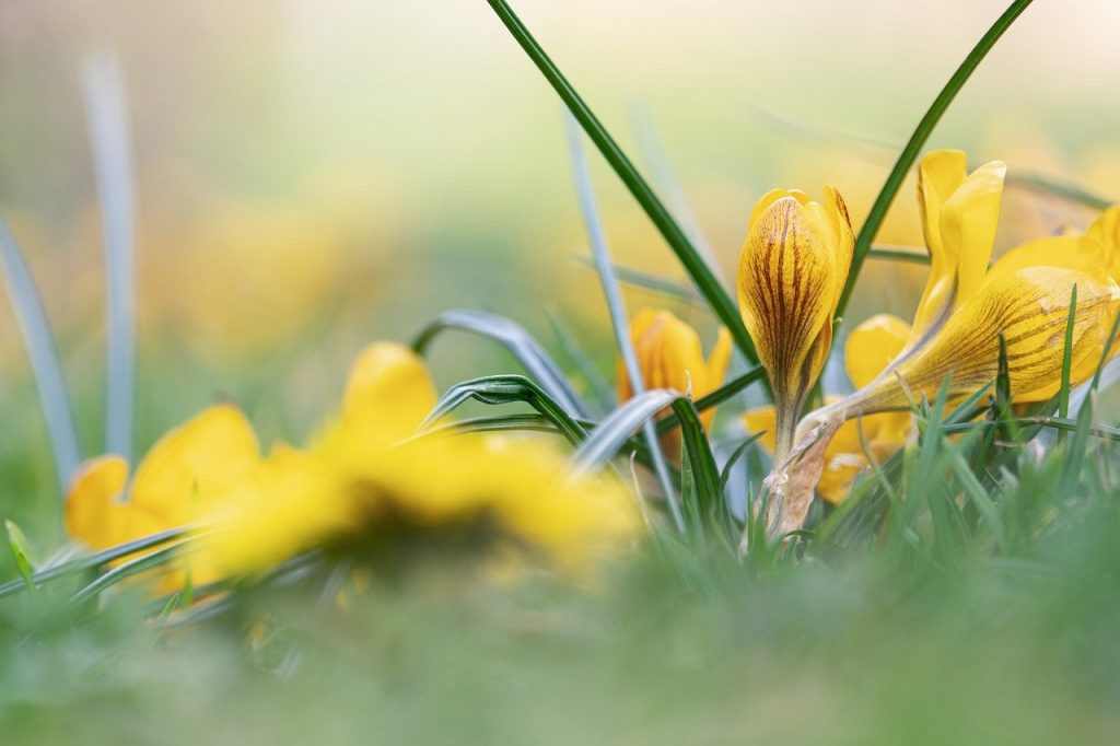 crocus, flowers, yellow flowers