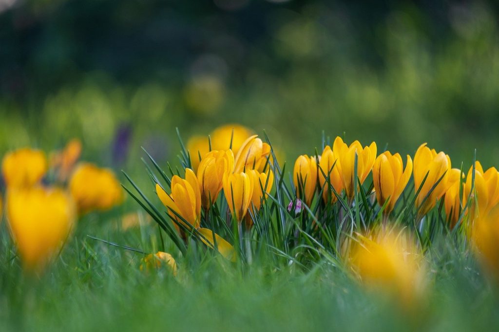 flowers, crocuses, bloom